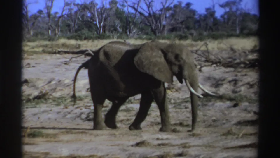 1969 South Africa 8mm frame of a tusked male elephant moving across a dry savanna with scrub and bare trees in the background.