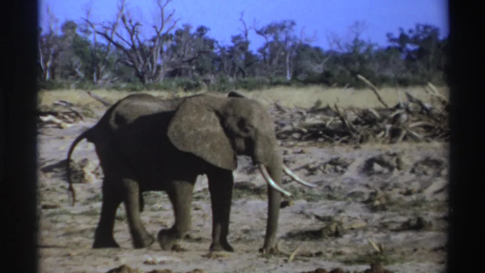The elephant appears in side profile on dusty ground, with tusks visible and dry trees behind it in the South Africa home-movie footage.