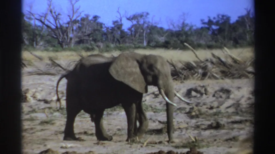 A grainy 8mm frame shows the tusked elephant paused or moving slowly, with dry grass, scrub, and leafless trees in the background.