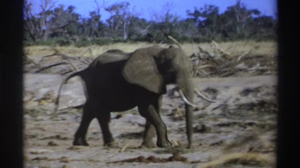 The tusked elephant walks rightward through the arid landscape, framed by dry ground, fallen branches, scrub, and distant trees.