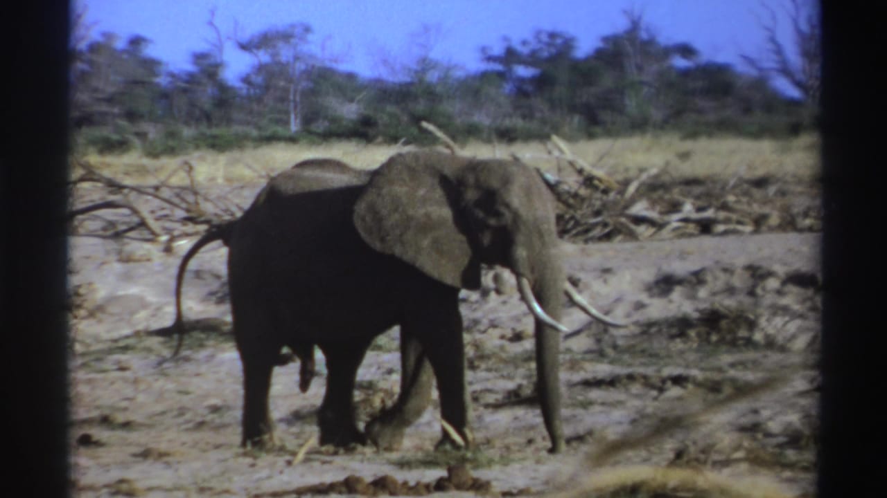 1969 South Africa 8mm frame of an elephant with tusks moving across dry savanna ground with brush and trees behind it.