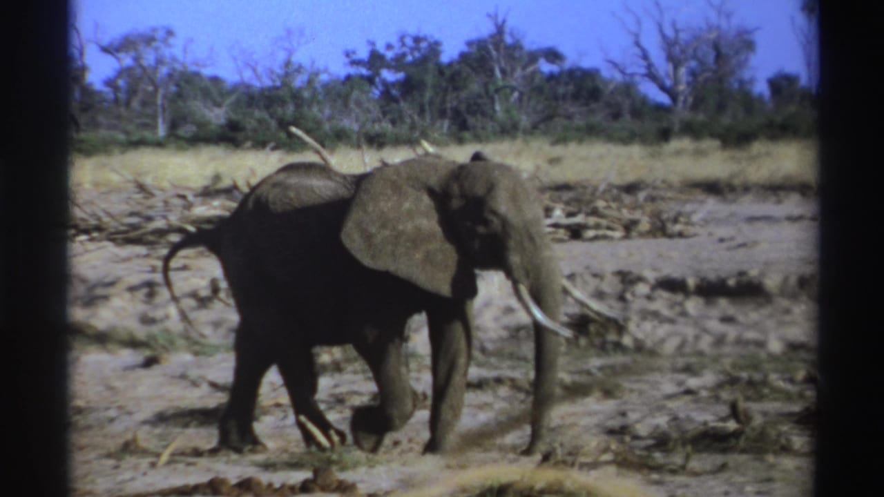 Elephant facing slightly toward camera while walking through dusty savanna.