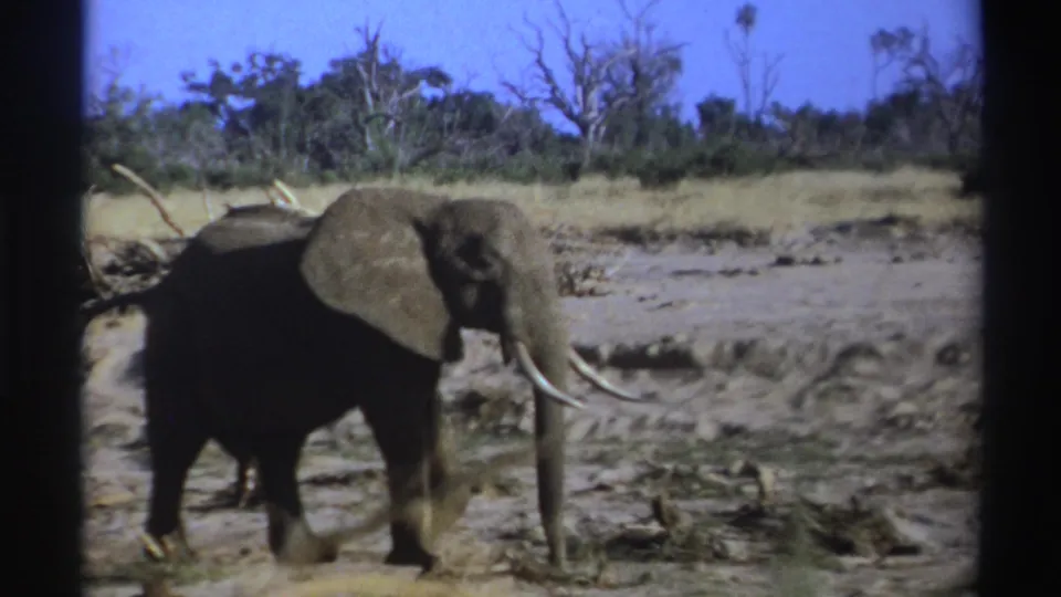 Soft 8mm frame from South Africa in 1969 showing a tusked elephant crossing sunlit, dry savanna terrain.