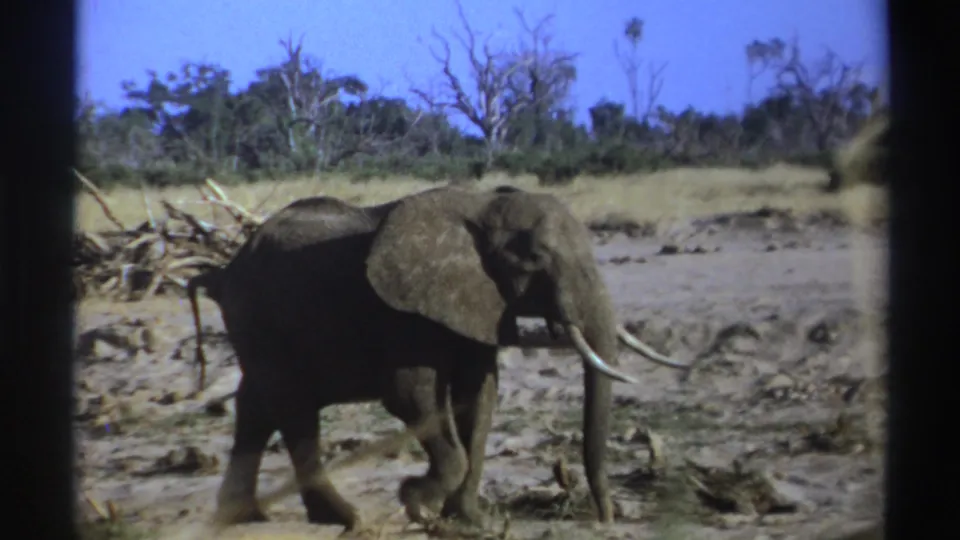 1969 South Africa 8mm frame of a tusked elephant walking past dry branches with sparse trees along the horizon.