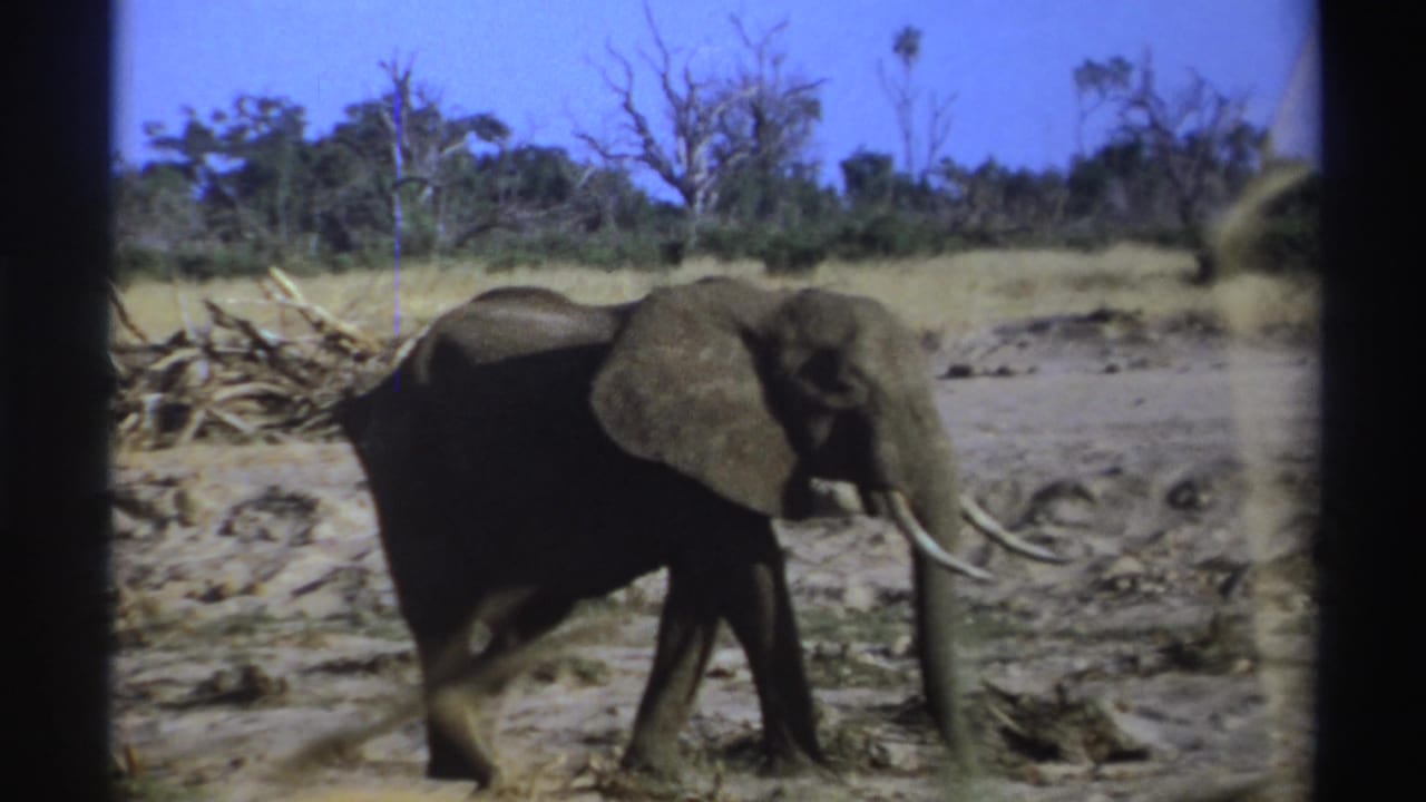 Tusked elephant walking across dry savanna with scrub and blue sky behind it.