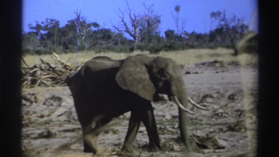 1969 South Africa 8mm frame of a tusked African elephant walking across parched ground with shrubs, bare trees, and blue sky behind it.