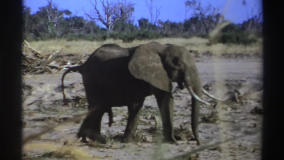 1969 South Africa 8mm frame showing a side view of an elephant with tusks crossing dry ground near brush and sparse trees.