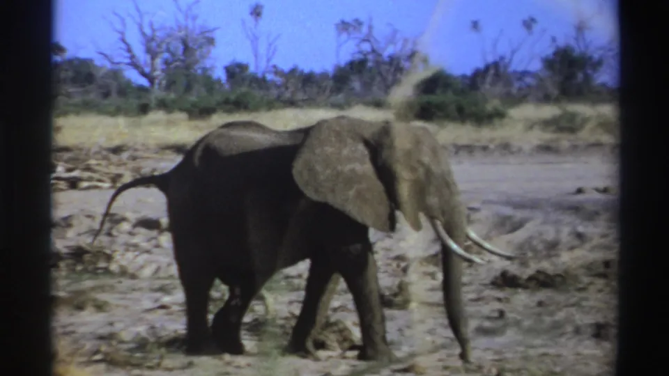 1969 South Africa 8mm frame of an elephant walking near the foreground, with dry earth, scrub, and bare trees visible beyond it.