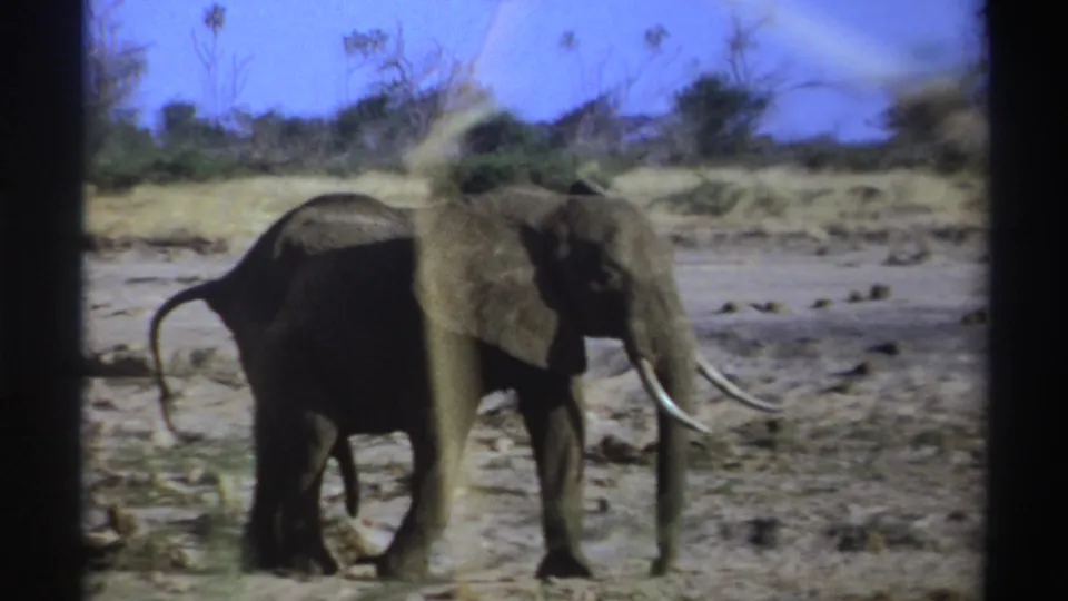 1969 South Africa 8mm frame showing a tusked elephant striding across open dry ground under a vivid blue sky.