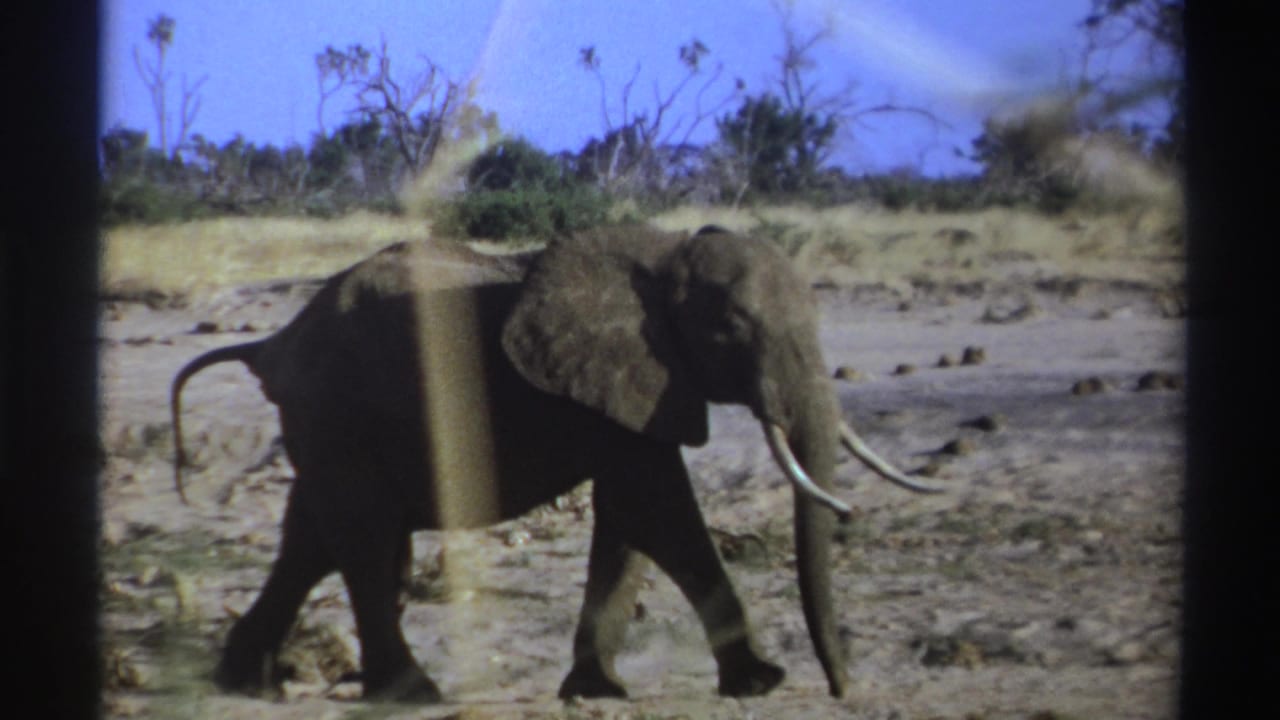 A lone tusked elephant walks across dry South African ground in 1969-era 8mm home-movie footage.