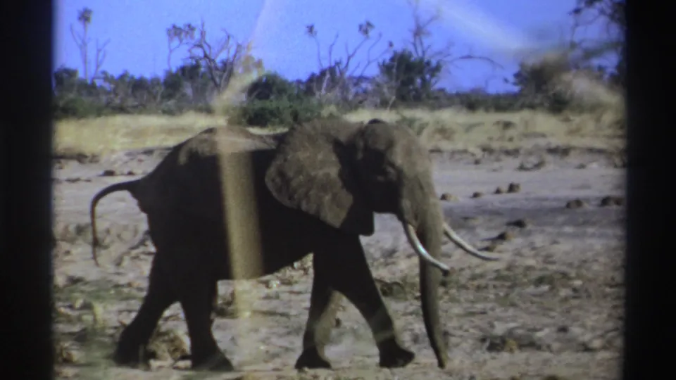 A lone tusked elephant walks across dry South African ground in 1969-era 8mm home-movie footage.