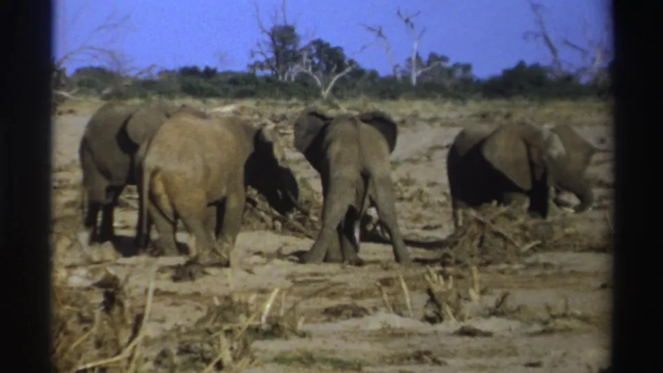 A small elephant herd forages in a dry South African landscape, filmed in soft 8mm color.