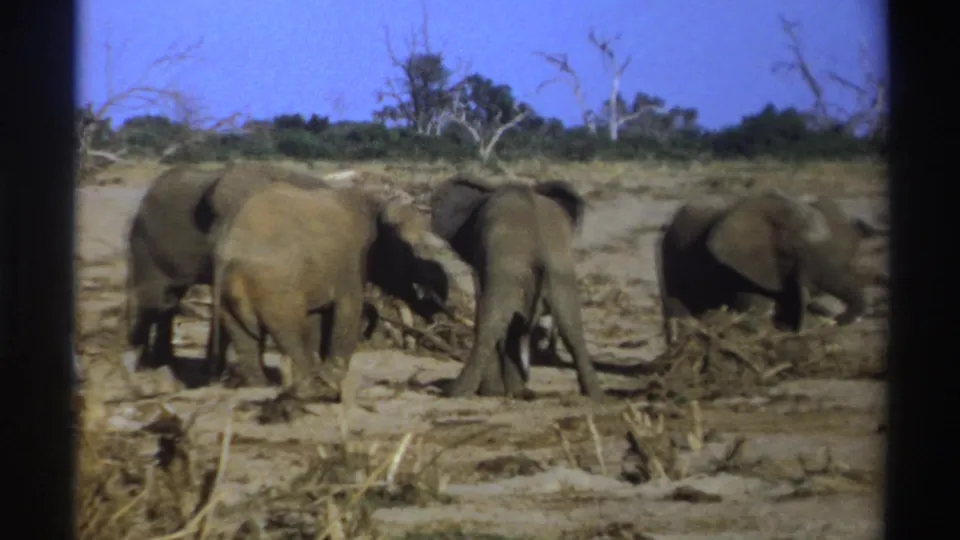 Several elephants cluster and forage on pale dry earth in 1969 South Africa home-movie footage.