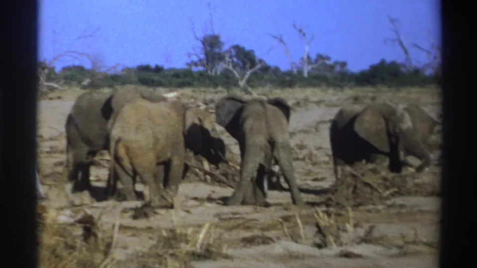 A small elephant herd stands and forages across a dry South African landscape in vintage 8mm footage.