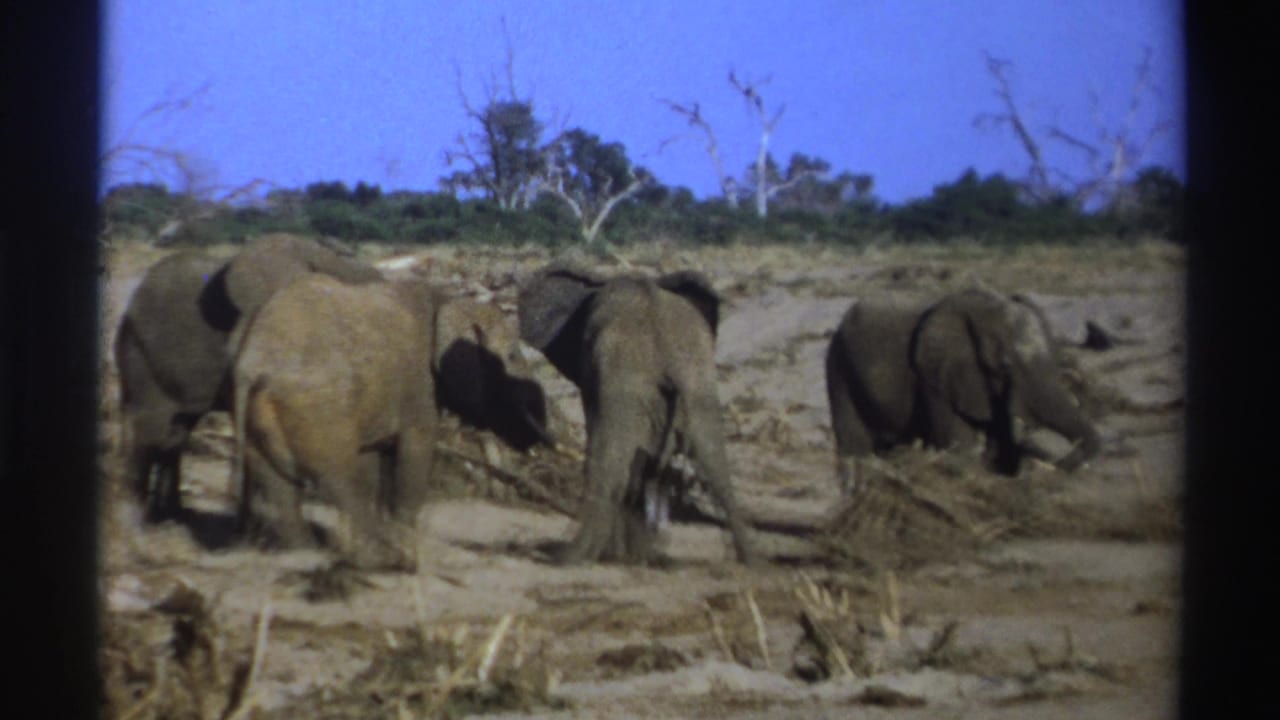 Elephants standing near a brush pile on a dry plain under a blue sky.
