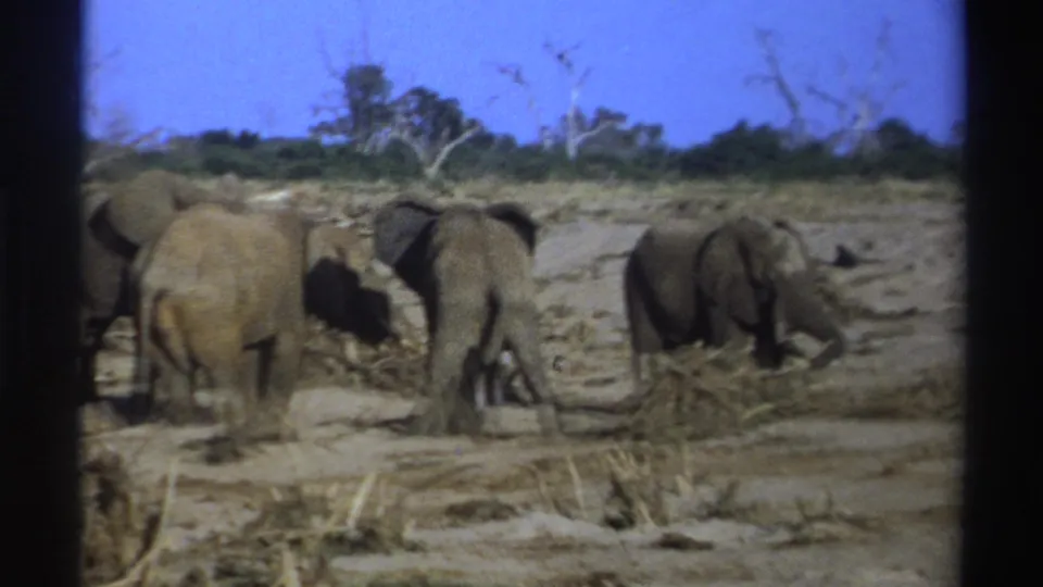 Elephants in a South African savanna setting, filmed on 8mm in 1969 beside a pile of dry vegetation.