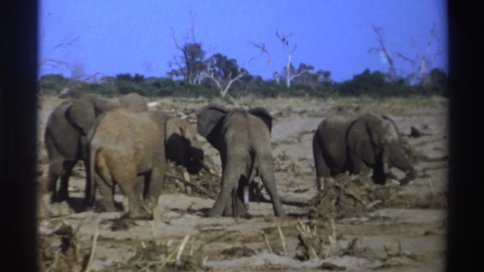 1969 South Africa home-movie frame of elephants standing slowly around brush on a flat dry plain.