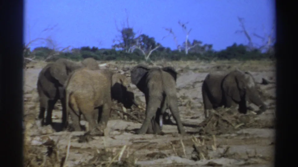Late-1960s 8mm footage frame showing elephants near dry brush in a South African savanna landscape.