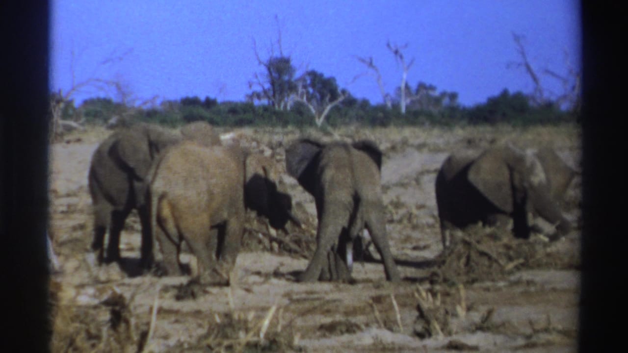 Four elephants forage on dry ground with sparse shrubs and a blue sky behind them.