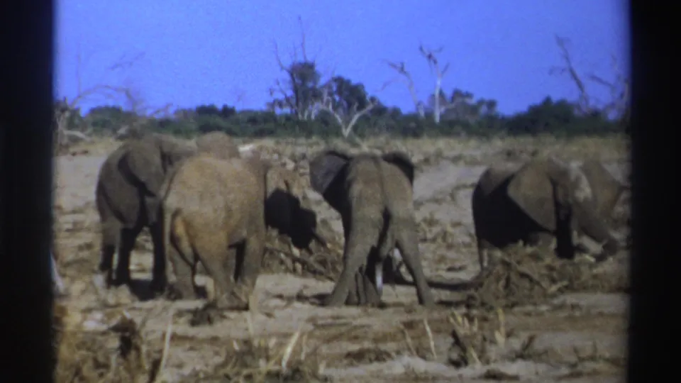 1969 South Africa 8mm frame showing four African elephants foraging in a dry savanna with leafless trees in the distance.