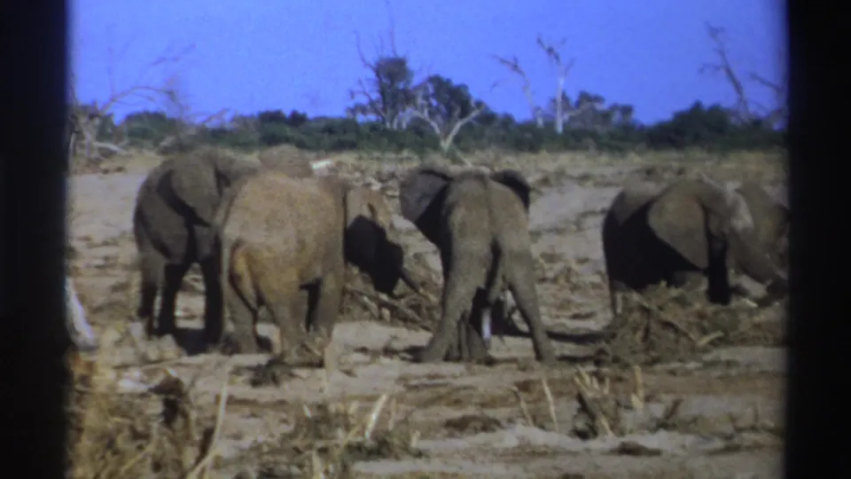 1969 South Africa 8mm frame of four elephants moving slowly and feeding among dry branches in open savanna terrain.