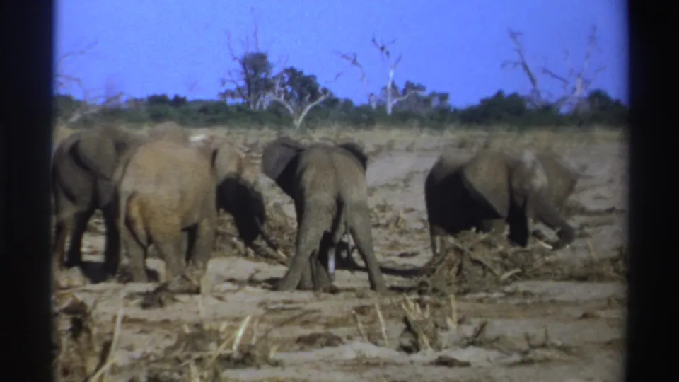 Soft 1969 South Africa 8mm frame showing elephants foraging across dusty ground with scrub and bare trees behind them.