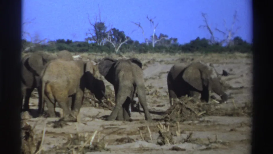 1969 South Africa 8mm frame showing four elephants dispersed across a dry savanna, framed by dark film borders.