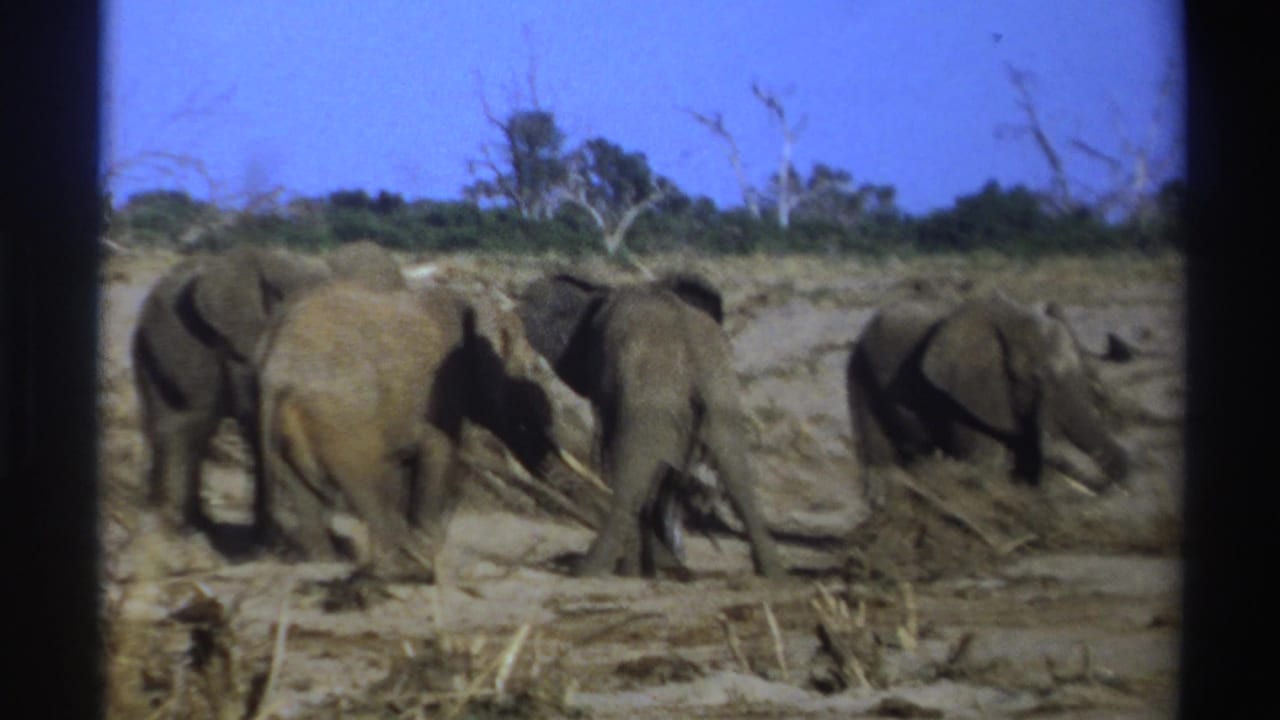 Several elephants forage among dry branches in a sandy savanna setting.