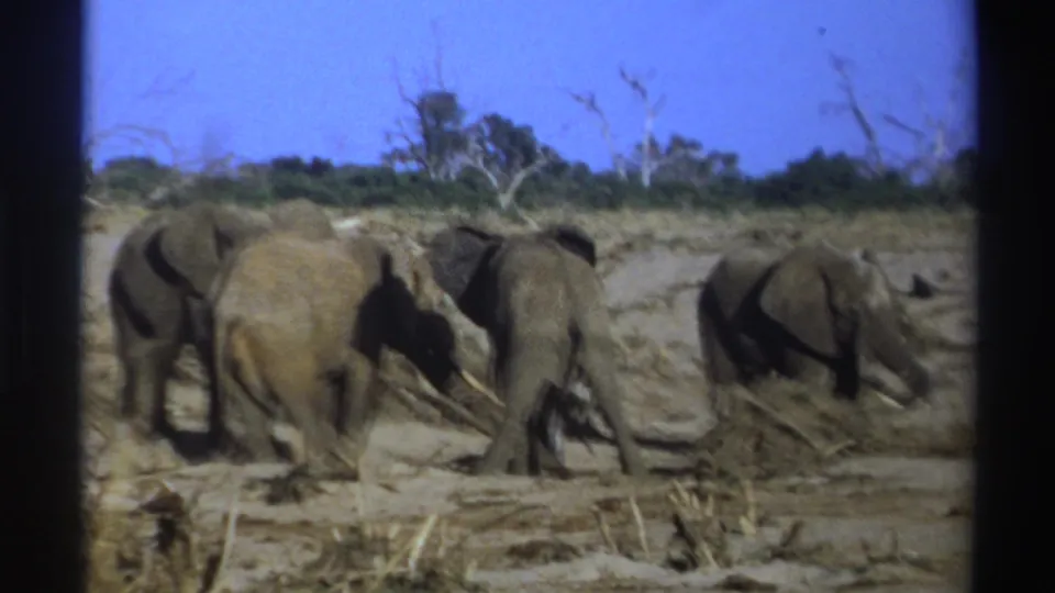 1969 South Africa 8mm frame showing elephants foraging on dry ground under a blue sky, with black film borders visible.