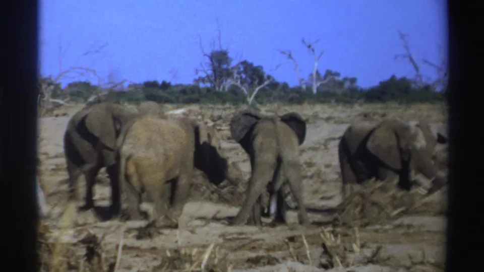 A vintage 8mm South Africa safari frame shows elephants gathered around dry brush and sandy ground.