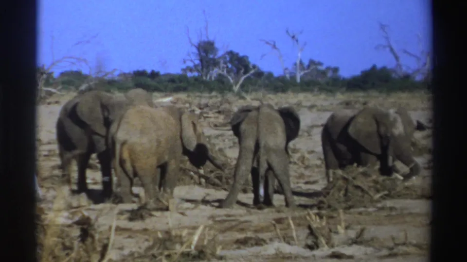 1969 8mm safari footage frame with elephants seen from behind and side as they forage in dry South African brush.