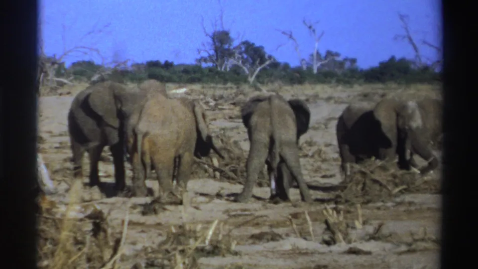 A South Africa 1969 8mm frame shows elephants clustered in dry savanna brush, with film borders and soft color visible.