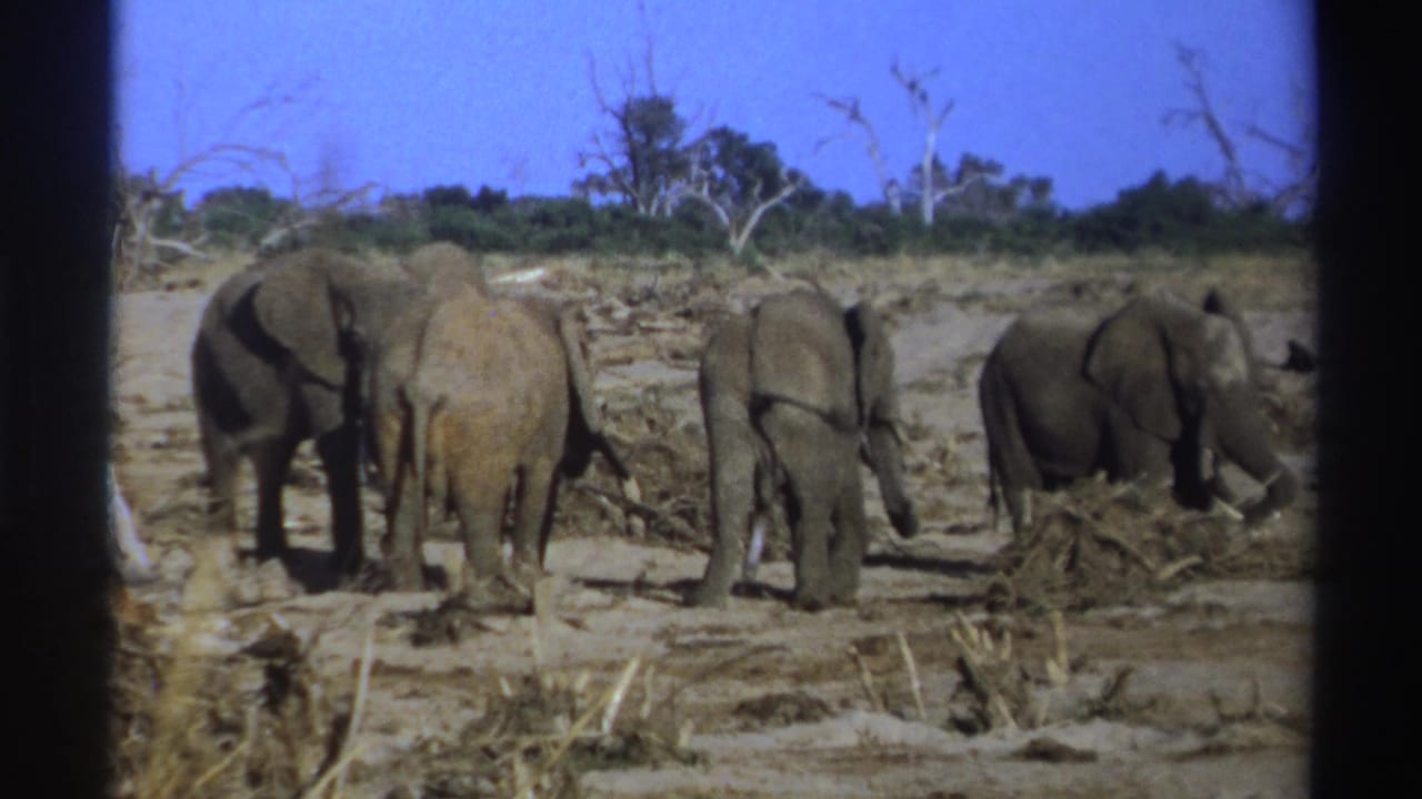 1969 South Africa 8mm frame showing elephants from behind as they forage across a dry, branch-strewn landscape.