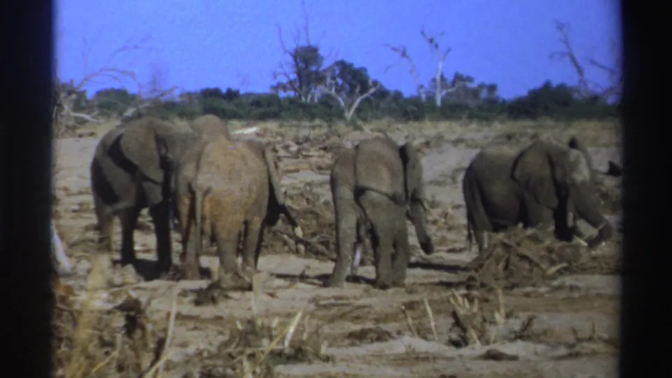 1969 South Africa 8mm frame showing elephants from behind as they forage across a dry, branch-strewn landscape.