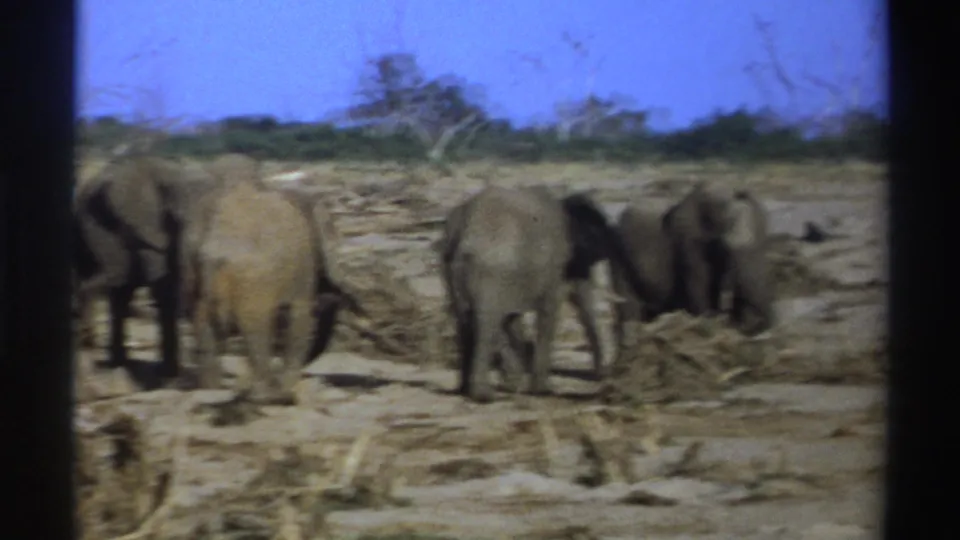 1969 South Africa 8mm view of elephants walking and feeding in a dry savanna-like clearing.