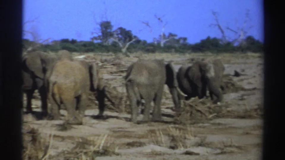 1969 South Africa 8mm frame with elephants seen from behind as trunks reach toward dry vegetation.