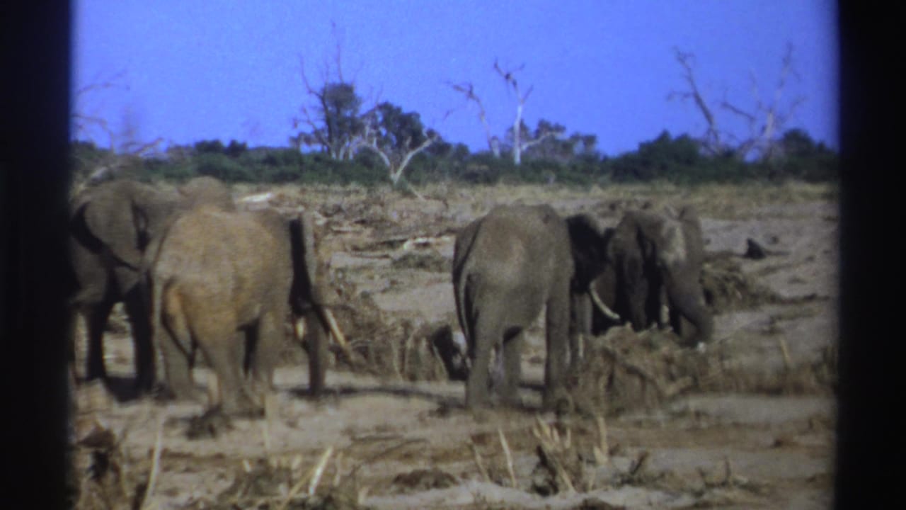 1969 8mm South Africa footage showing several elephants, including a smaller animal, standing in a dry sandy savanna.