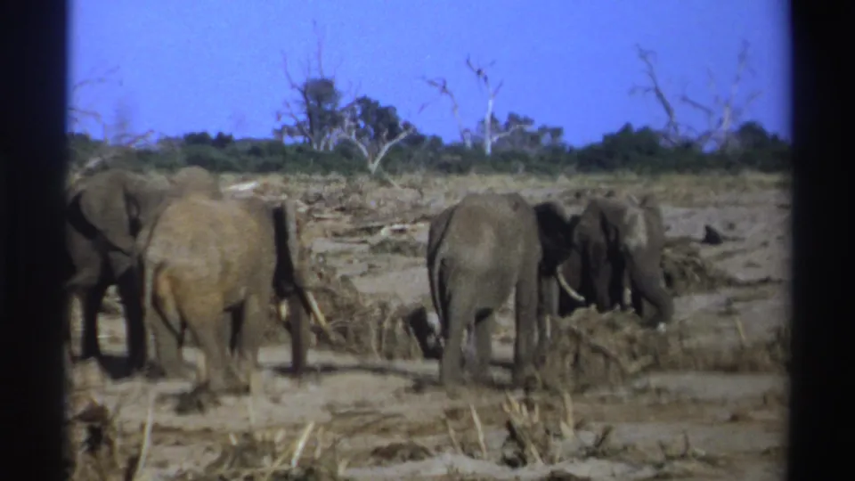 1969 8mm South Africa footage showing several elephants, including a smaller animal, standing in a dry sandy savanna.
