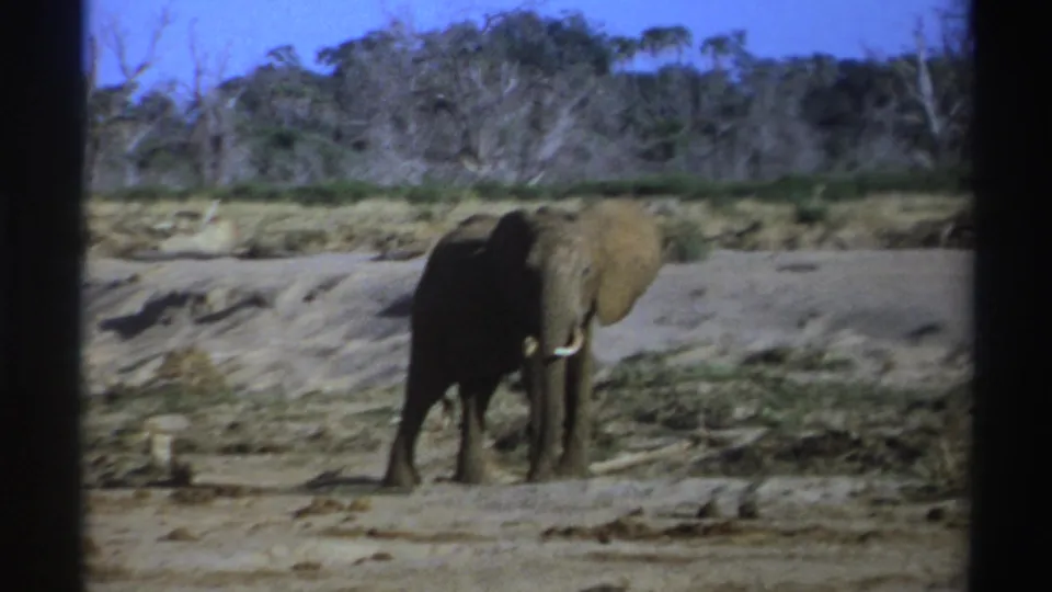 A lone African elephant with visible white tusks stands in a dry South African savanna landscape on 8mm film.