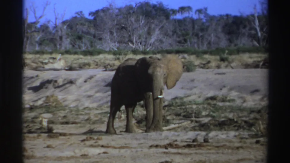 1969 8mm footage shows a tusked elephant in profile against sparse brush and dry savanna terrain in South Africa.