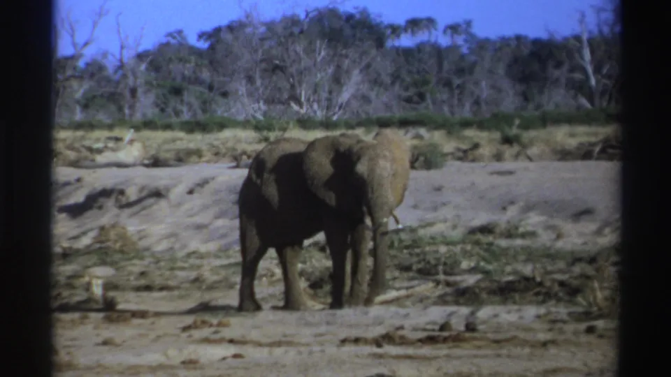 A front-facing elephant with tusks stands in a dry South African savanna scene captured on 8mm film in 1969.