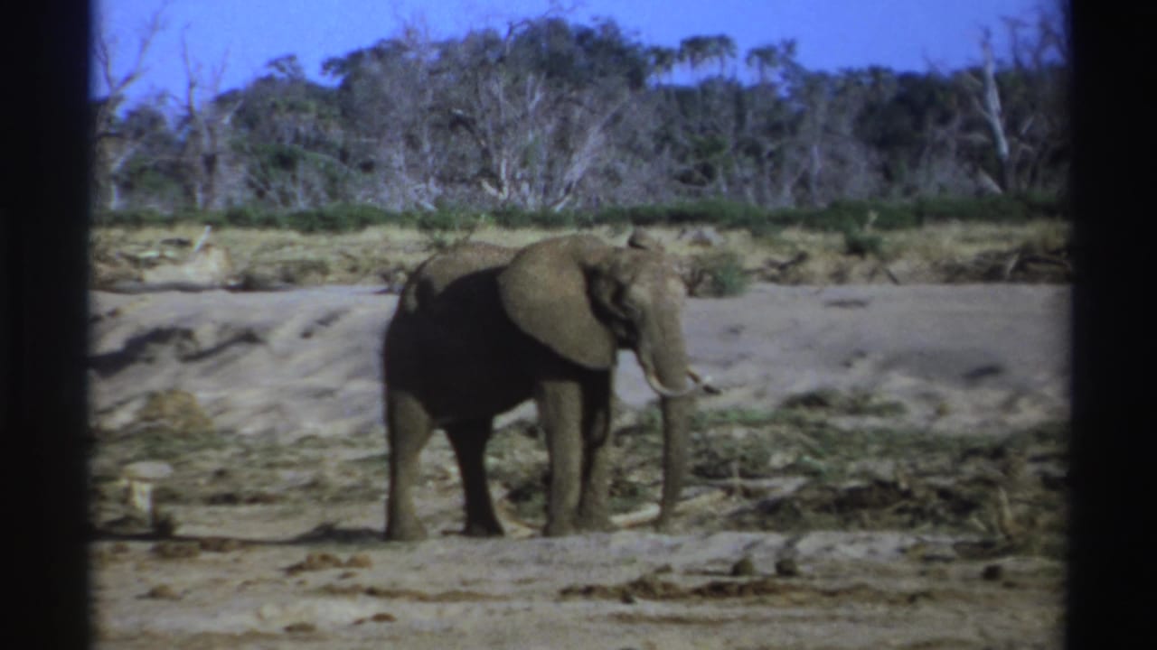 Tusked elephant standing in a dry South African landscape in 1969-era 8mm home-movie footage.