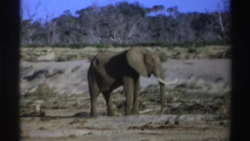 African elephant seen in profile with curved tusks in a dry South African setting, filmed on 8mm in 1969.