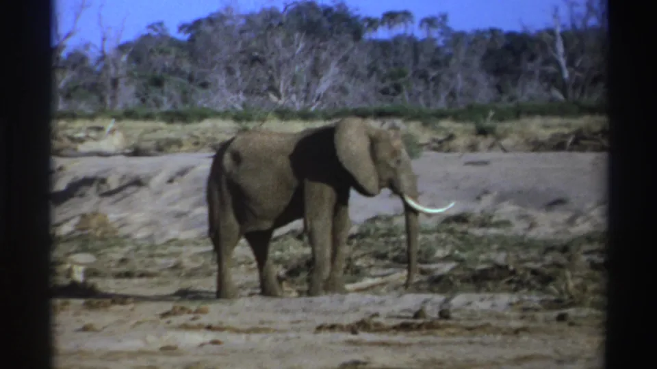Tusked elephant standing near fallen brush and a dry bank in 1969 South Africa 8mm footage.