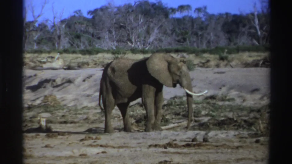 Elephant in side view with a bright curved tusk, dry ground, scrub, and trees in South Africa archival footage.
