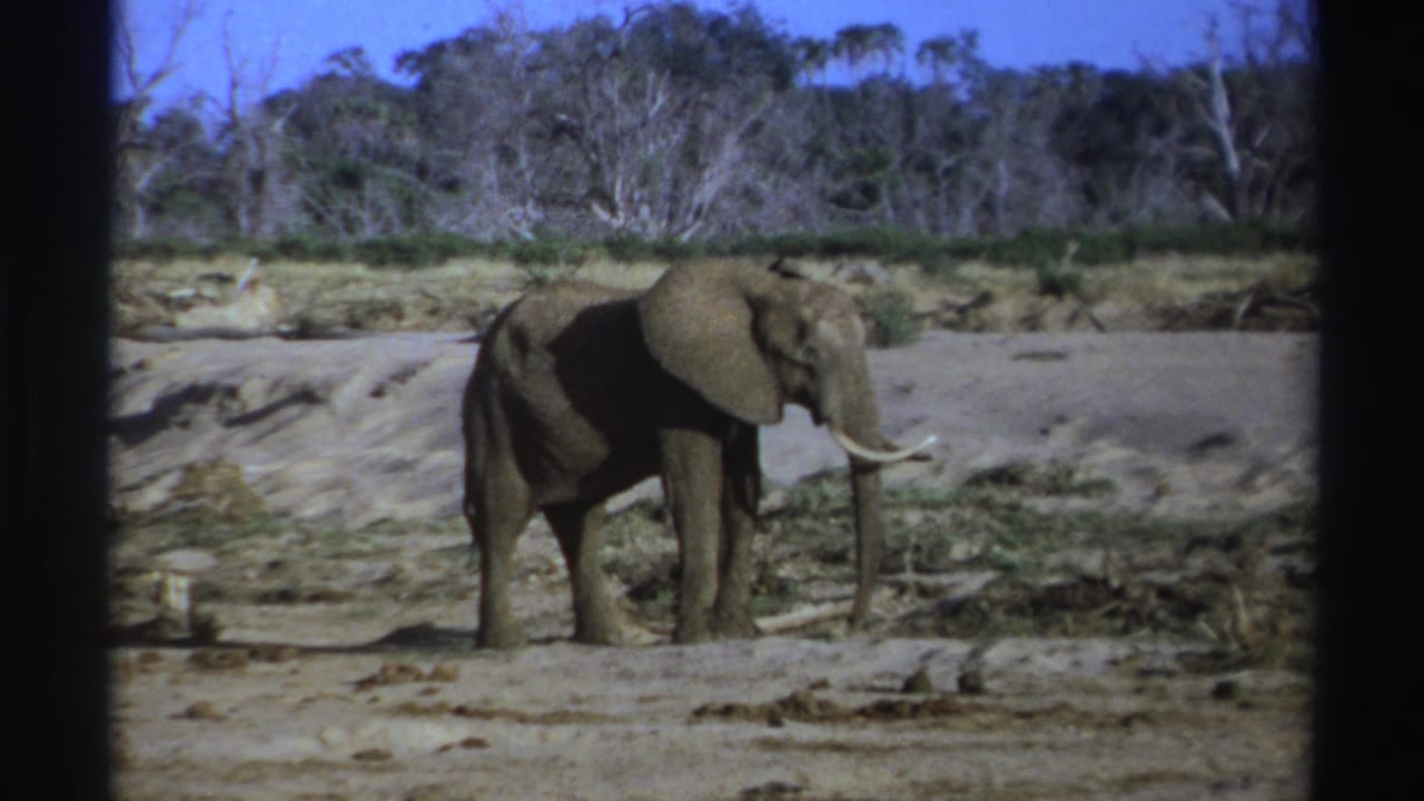 1969 South Africa 8mm frame showing a tusked gray elephant standing side-on in a dry savanna landscape.