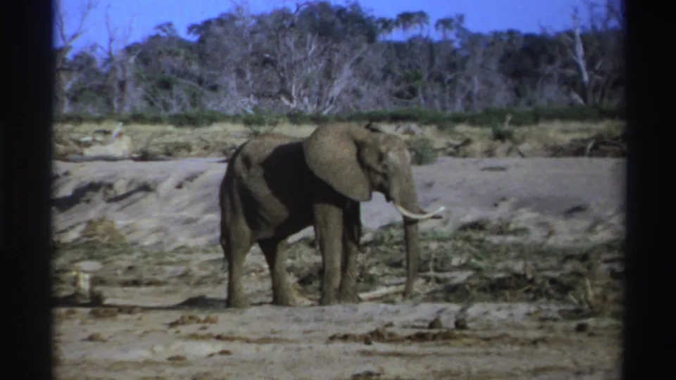 1969 South Africa 8mm frame showing a tusked gray elephant standing side-on in a dry savanna landscape.