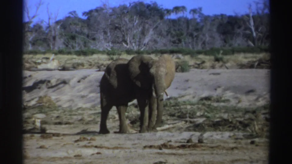 1969 South Africa 8mm frame with a gray elephant turned toward the camera amid sandy ground, brush, and trees.