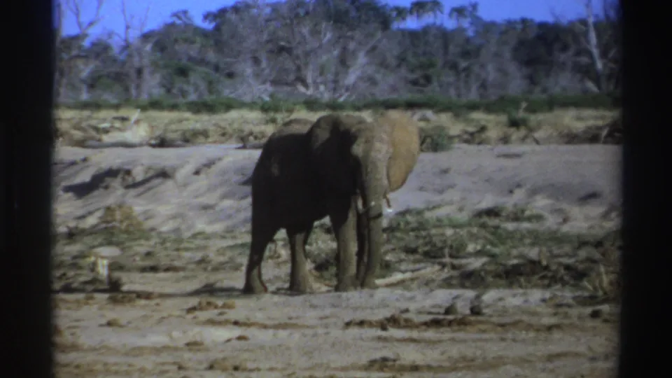 1969 South Africa 8mm frame showing the elephant front-facing, partly in shadow, in a dry savanna setting.