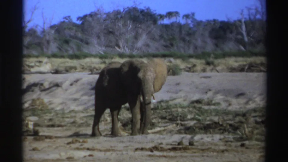 1969 South Africa 8mm frame of a gray elephant standing still near brush and leafless trees in dry savanna.